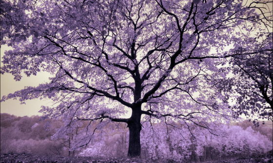 Пыльная дорога моего воображения