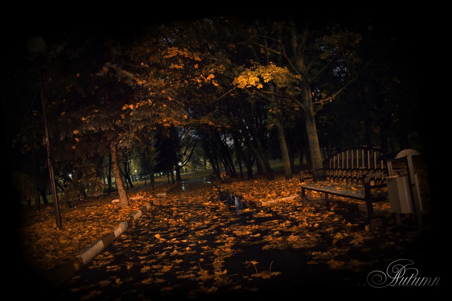 Темным осенним вечером. Мрачный осенний парк. Осенняя ночь. Осенний лес ночью. Осенний вечер в саду.