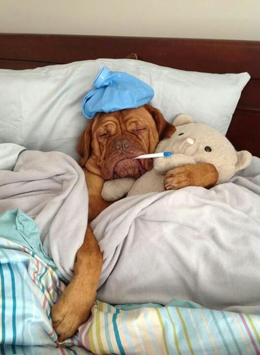 Монолог нытика