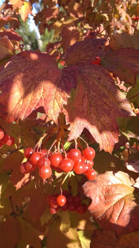 Пурпурный палантин калины