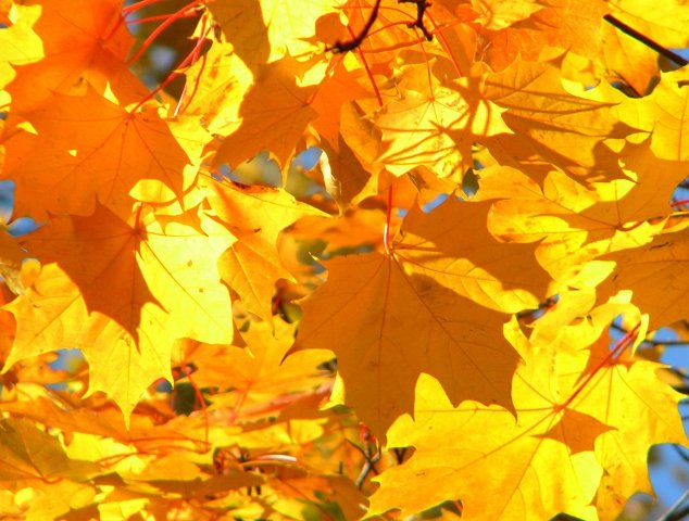 Посыпав золотом кленовым раны