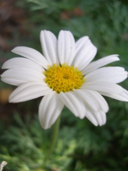 Дари любовь