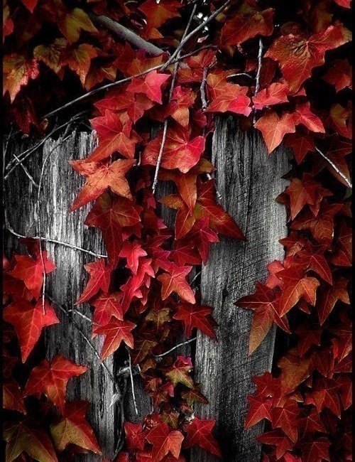 Пламя листвы (Наталья Самошкина) / Стихи.ру