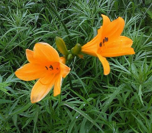 Так лучезарен день!