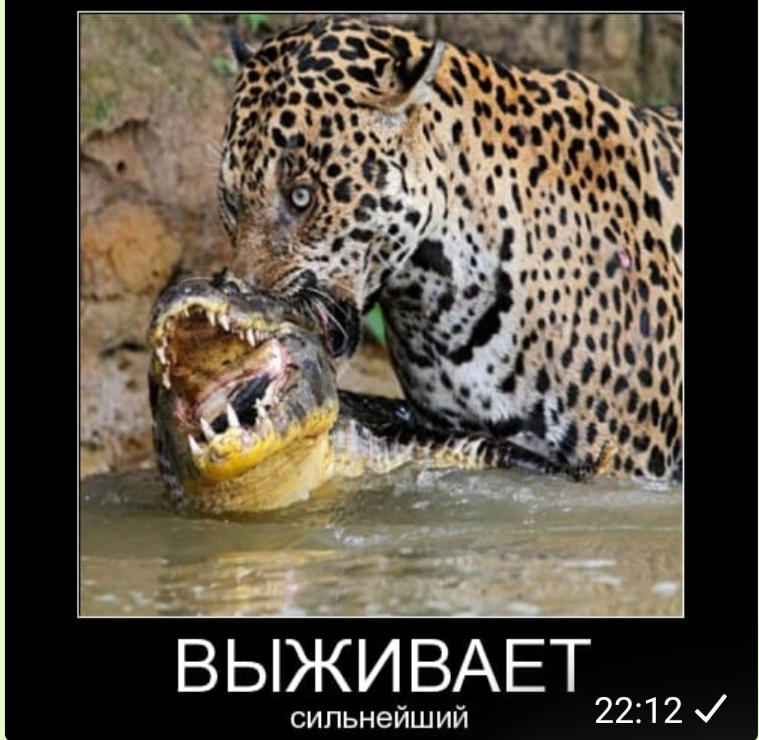Чарльз дарвин о боге. Цитата выживает сильнейший. Дарвин выживает не самый сильный. Дарвин выживает сильнейший. Выживает самый приспособленный дарвин.
