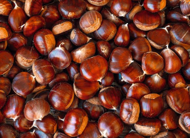 Каштаны Феодосии