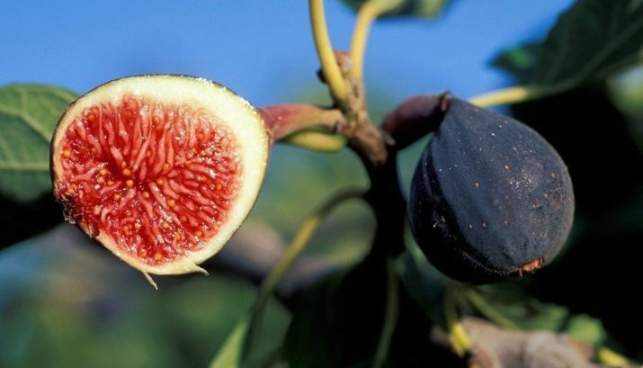 Смоковница