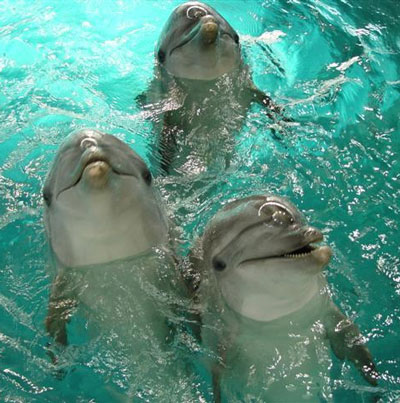 Купание с дельфинами