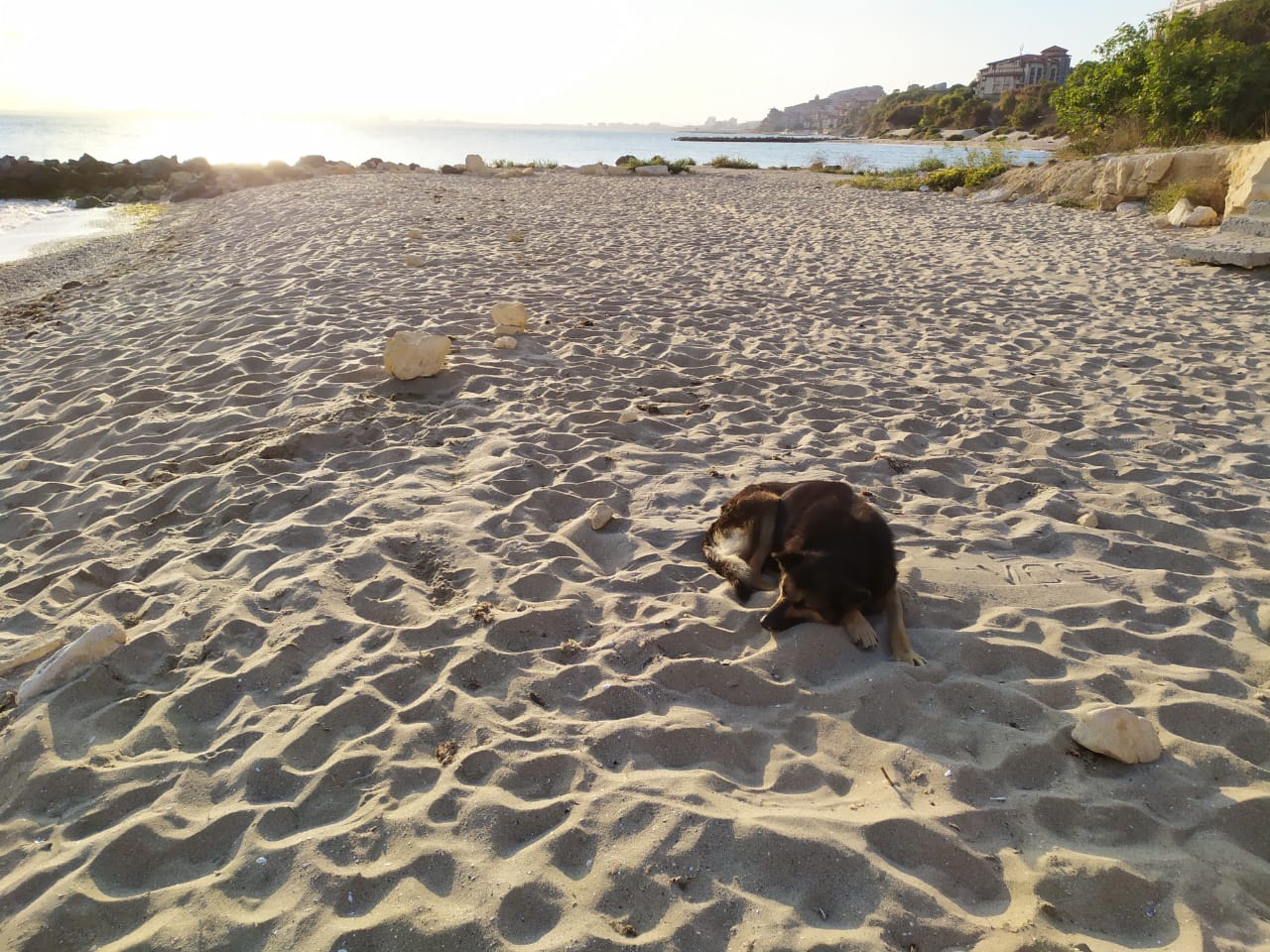 Монолог брошенного пса