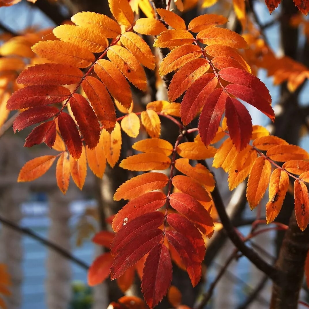 Красный октябрь