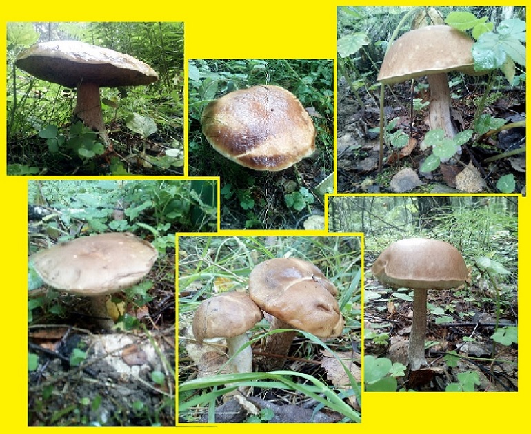 Тихая охота