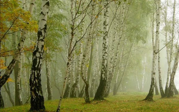 Туман осенне-жёлтых грёз