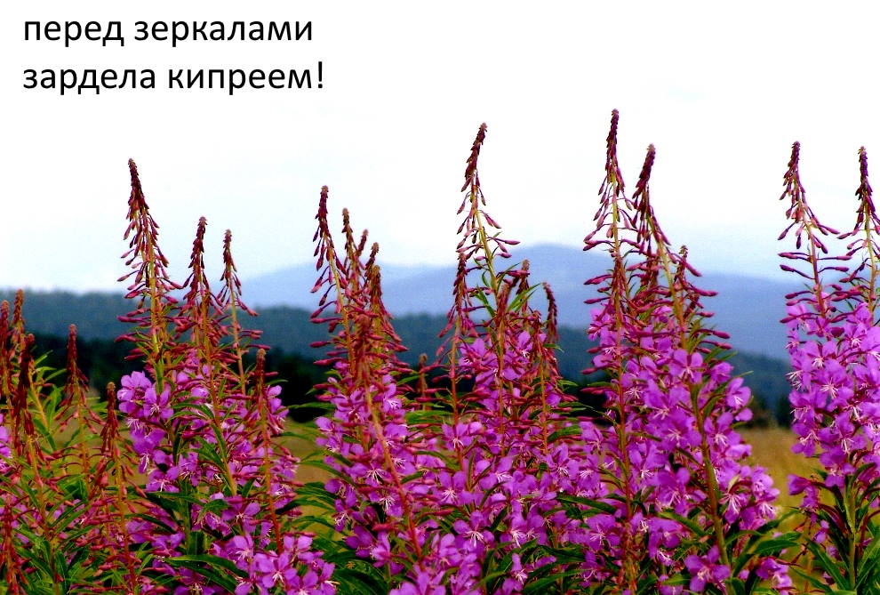 Растение Иван Чай Фотографии