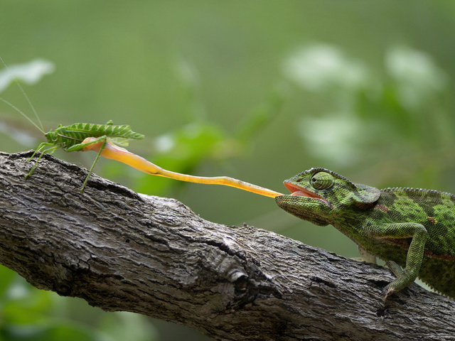 Угадай ящерицу. Загадка