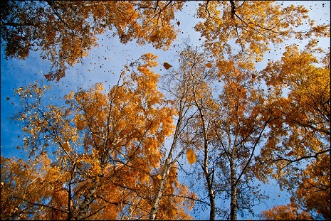 Когда начинается листопад у березы. В каком месяце желтеют листья. Выделение у растений листопад. Когда заканчивается листопад у берез у лип у кленов. Когда начинается листопад у березы.