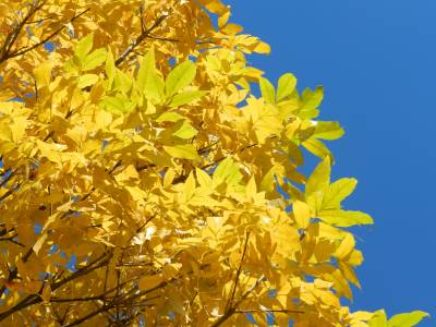 Память лета