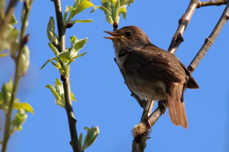 Миниатюры 47 Соловей (Александр Пальянов) / Стихи.ру