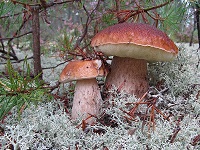 Двякай и не вякай!