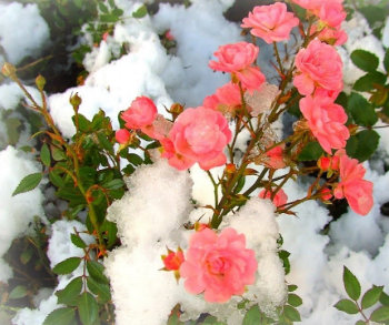 Королева роза