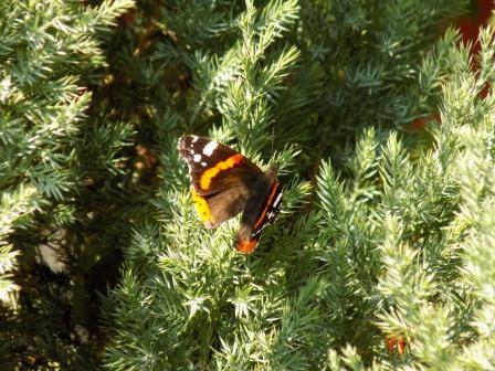 О слезах счастья - три катрена. Миклош Форма