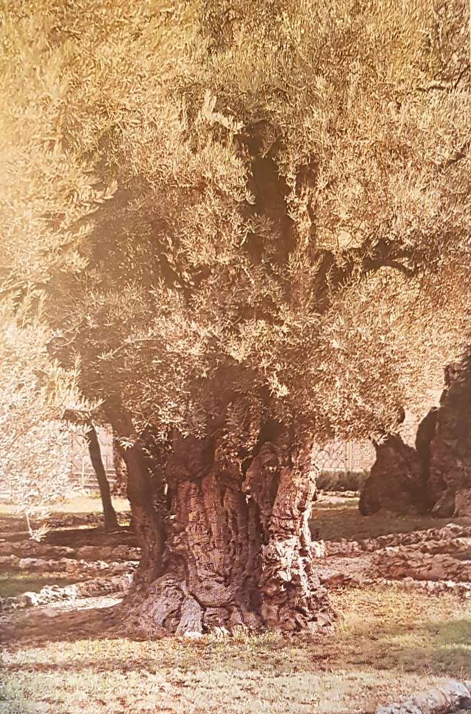 В Гефсиманском саду