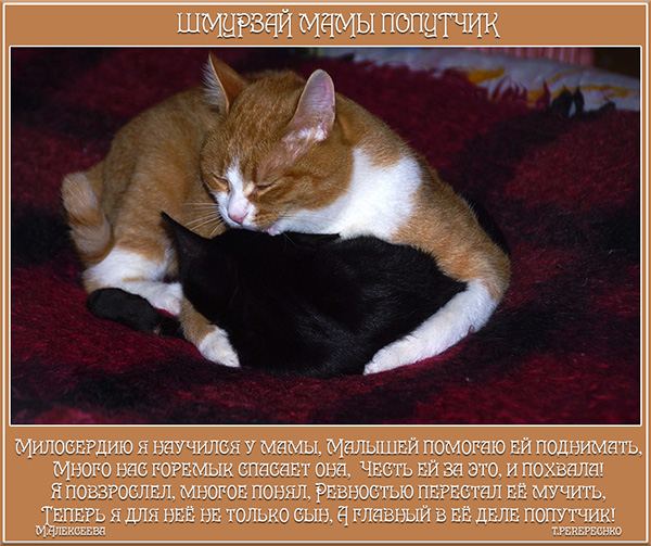 Шмурзай мамы попутчик