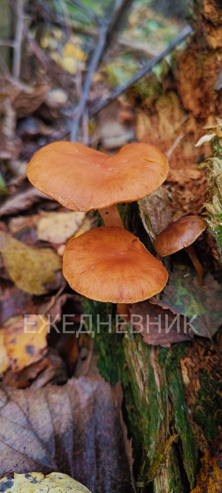 Ключи от сердца куём, бережно отмыкая