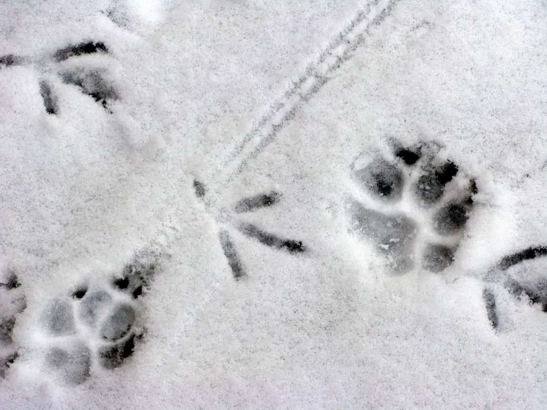 По первому снежку