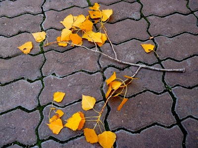 Снова осень