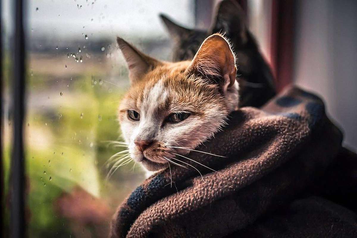 Котенок под дождем