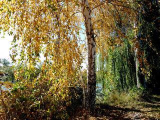 Осенний лес