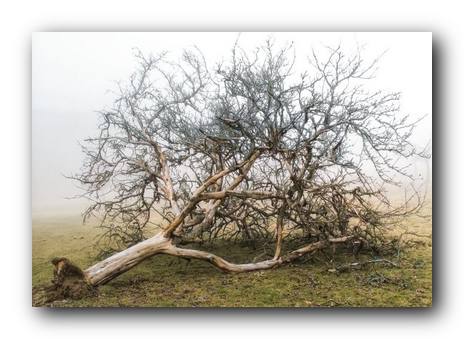 Деревья умирают стоя