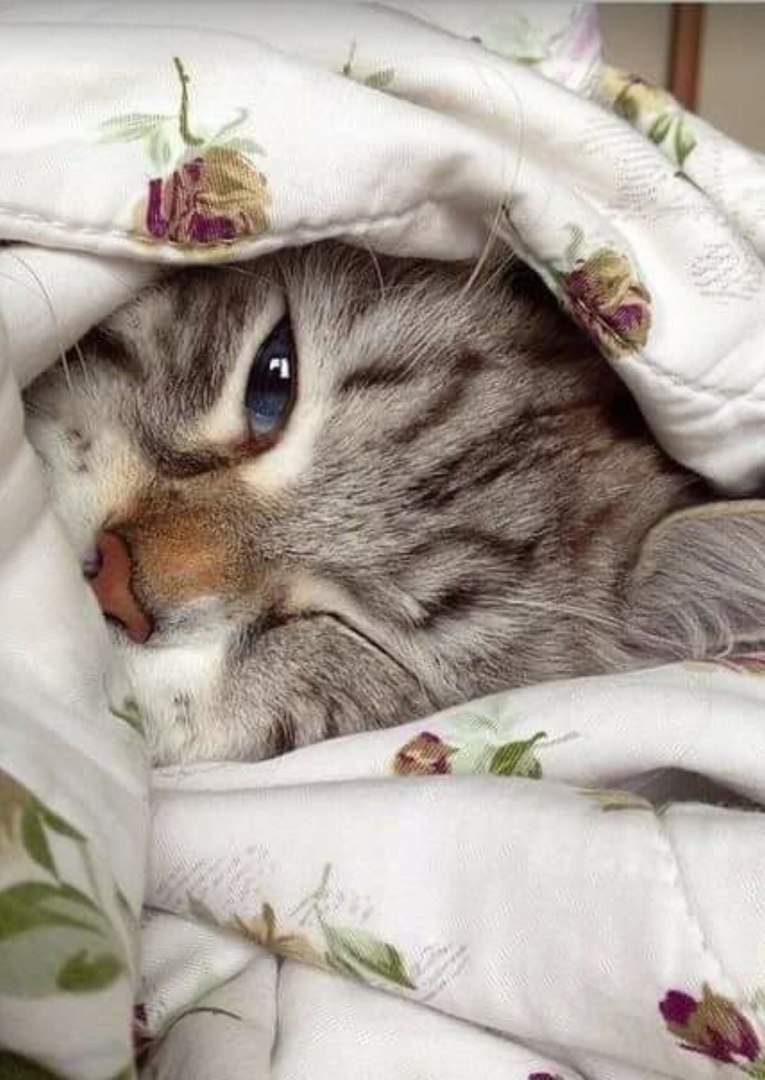 Глазки вставай. Кошка проснулась. Котенок проснулся. С добрым утром котенок. Доброе Воскресное утро котики.