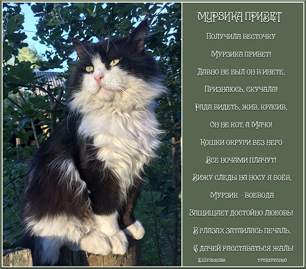 Мурзика привет