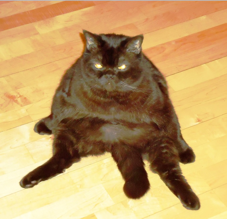 Как много их- котов беспечных