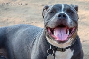 Охранник Цезарь