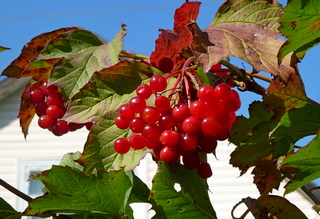 Удивительная охота