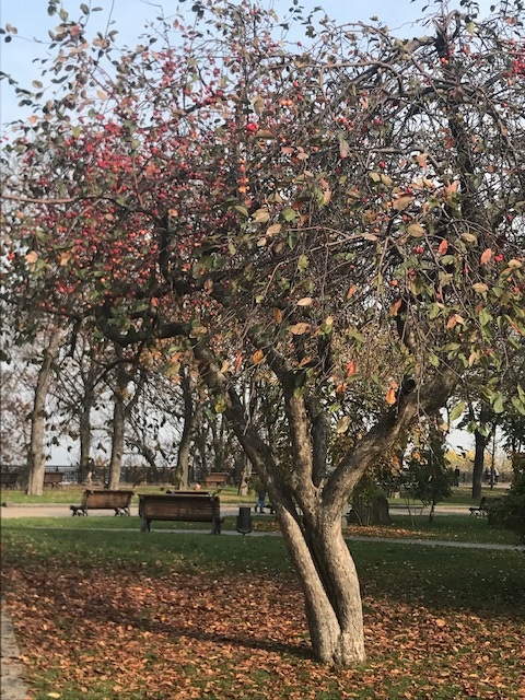 Яблонька райская