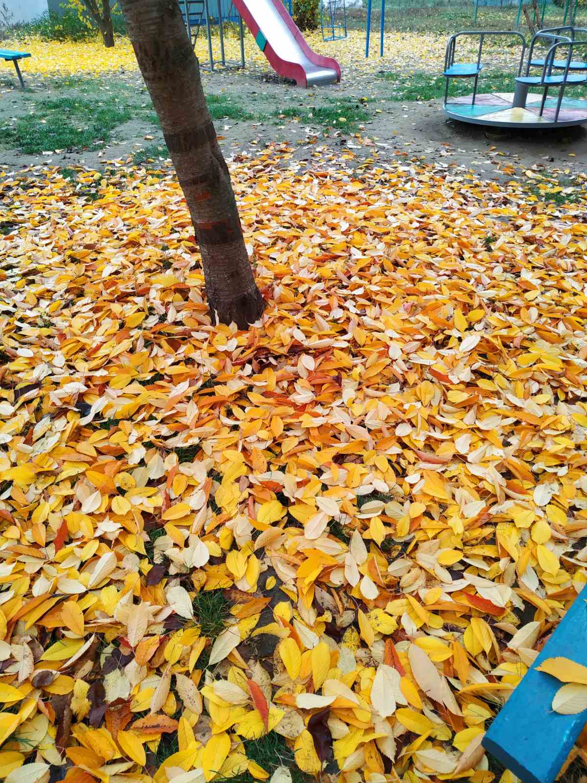 Опавшие листья...