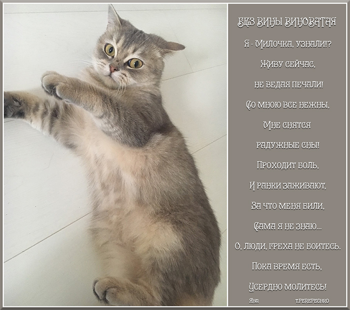 Без вины виноватая