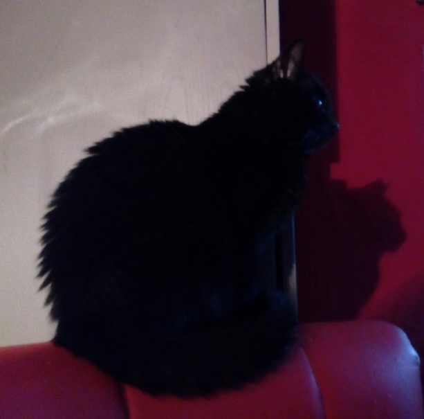 Кошки-мышки