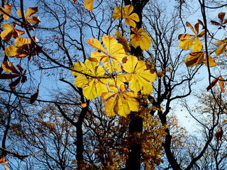 Осенняя философия