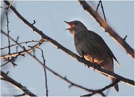 Соловей-Разбойник