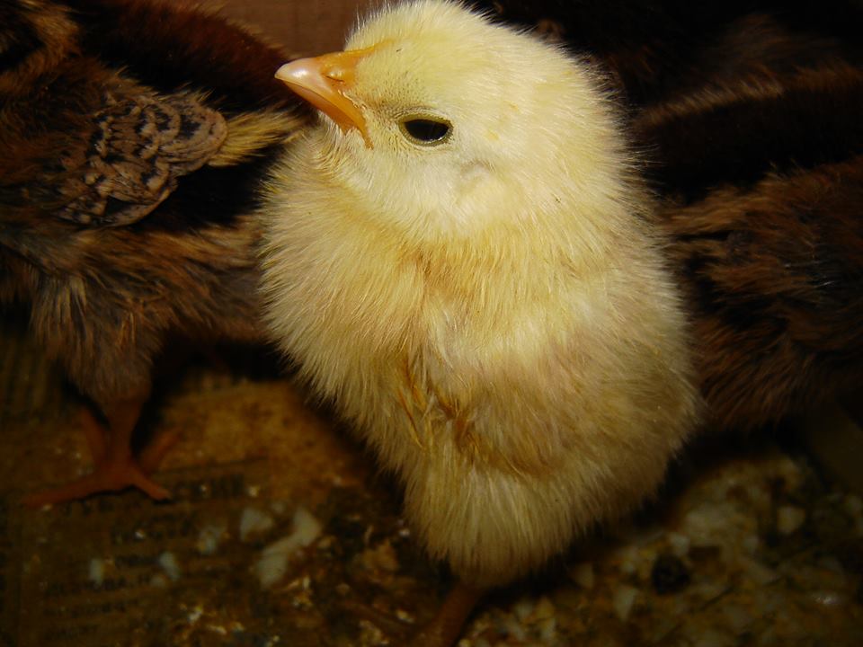 Весь в тебя! Татьяна Слесарева - Таиса 09