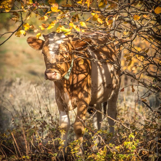 Рыжий Телёнок