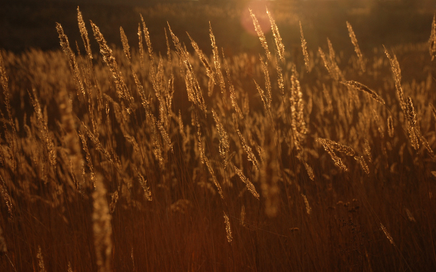 У ветра легкие шаги