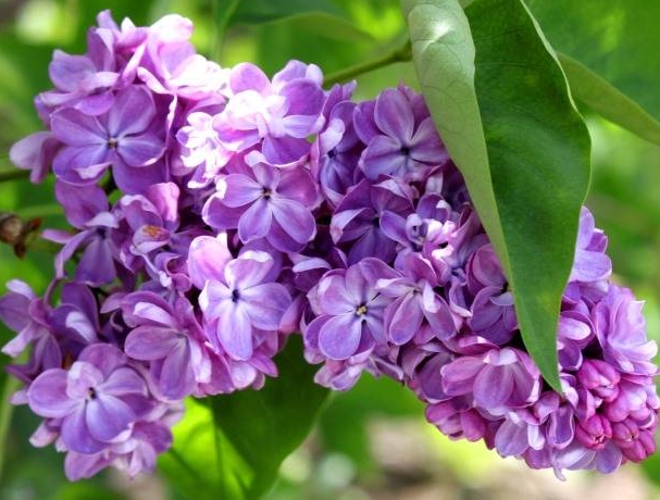 Мамины руки пахнут сиренью