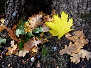 Листья и ветер