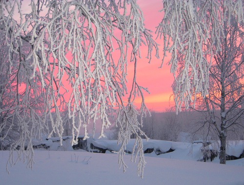 В белом лесном океане