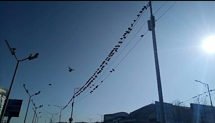 Музыкальный проспект